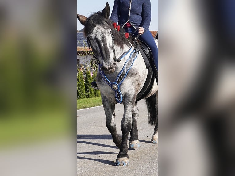 Noriker Stute 9 Jahre 160 cm in Samerberg