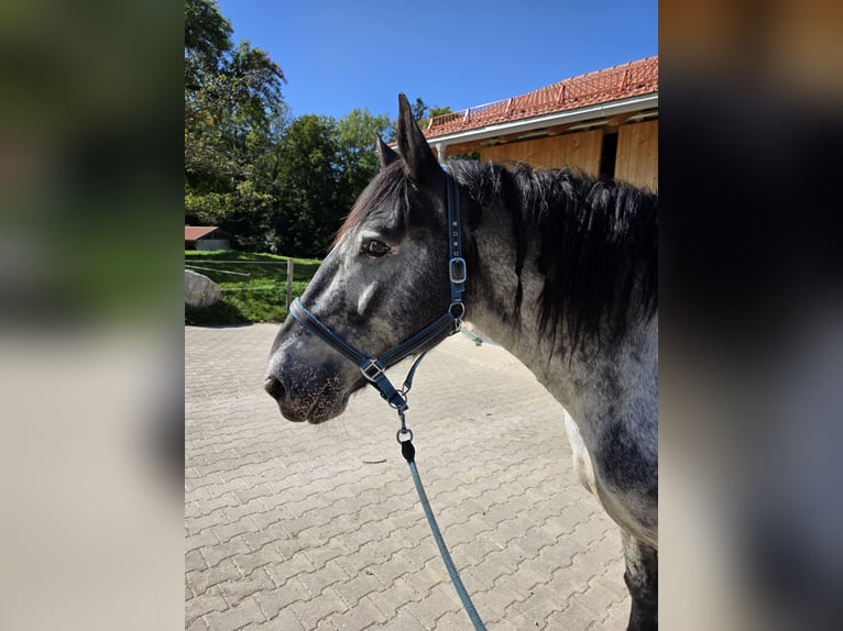 Noriker Stute 9 Jahre 160 cm in Samerberg