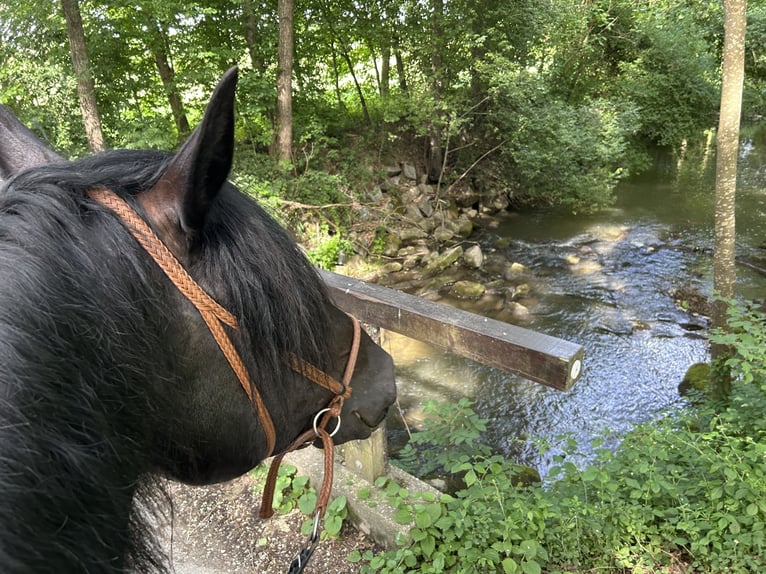 Noriker Stute 9 Jahre 160 cm Rappe in St. Florian am Inn