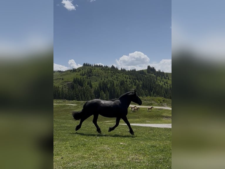 Noriker Stute 9 Jahre 160 cm Rappe in St. Florian am Inn