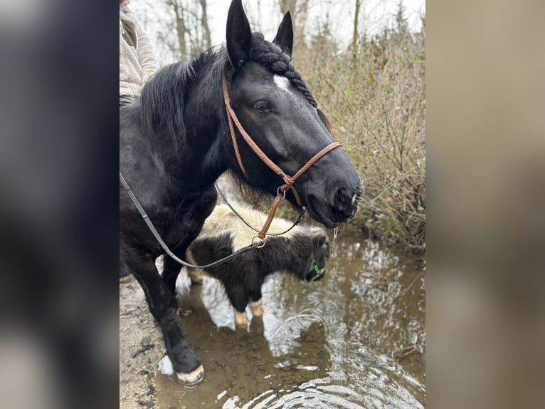 Noriker Stute 9 Jahre 160 cm Rappe in St. Florian am Inn