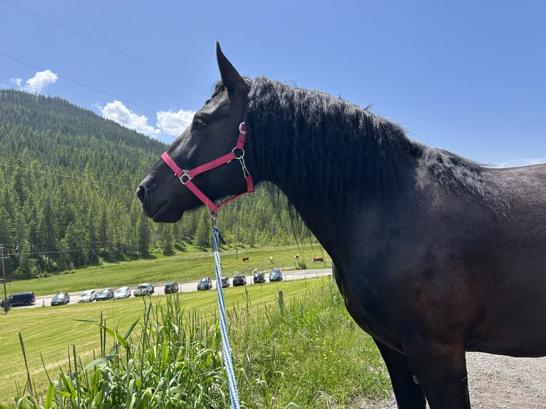 Noriker Stute 9 Jahre 160 cm Rappe in St. Florian am Inn