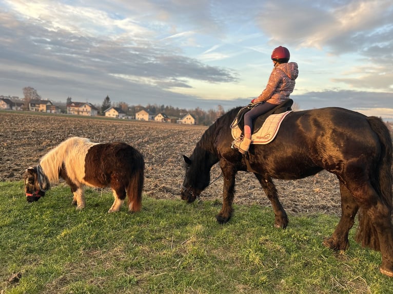 Noriker Stute 9 Jahre 160 cm Rappe in St. Florian am Inn