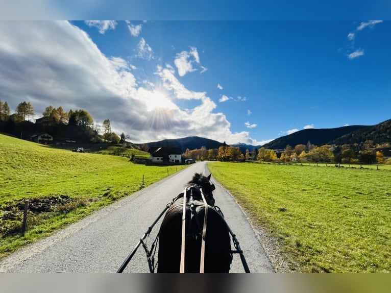 Noriker Stute 9 Jahre 160 cm Rappe in St.Margarethen im Lungau
