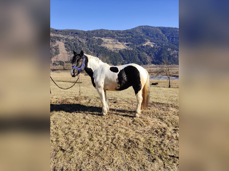 Noriker Stute 9 Jahre 162 cm Schecke in Obergottesfeld