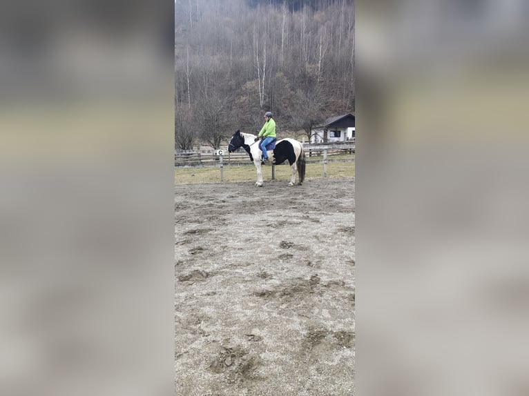 Noriker Stute 9 Jahre 162 cm Schecke in Obergottesfeld