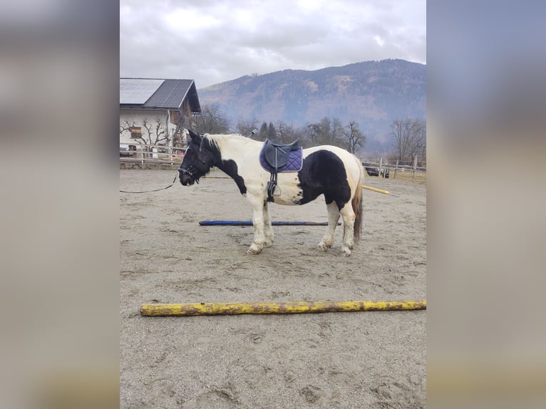 Noriker Stute 9 Jahre 162 cm Schecke in Obergottesfeld