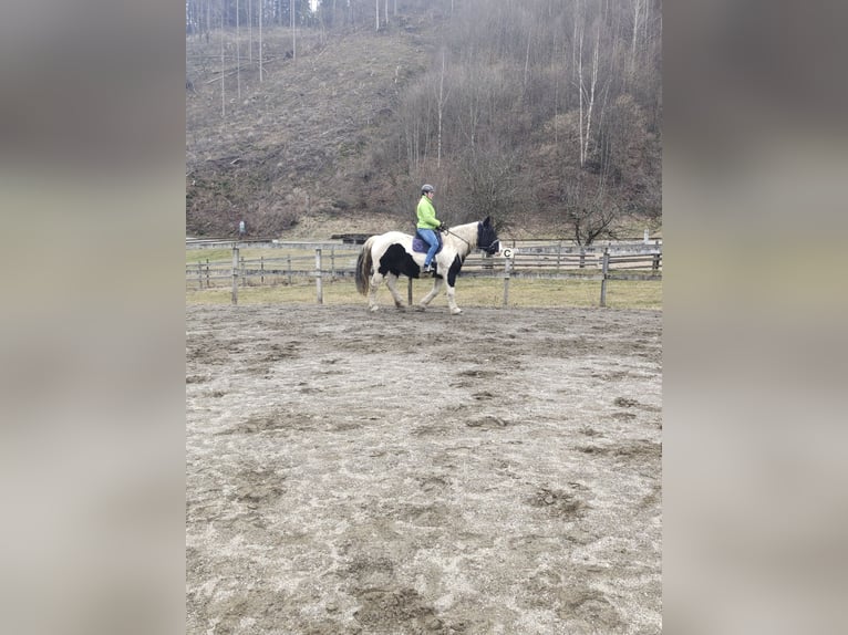 Noriker Stute 9 Jahre 162 cm Schecke in Obergottesfeld