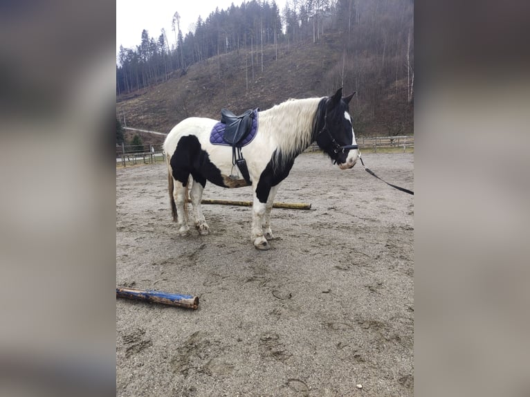 Noriker Stute 9 Jahre 162 cm Schecke in Obergottesfeld