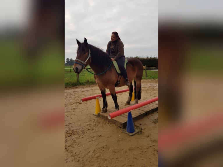 Noriker Stute 9 Jahre 163 cm Brauner in Viersen