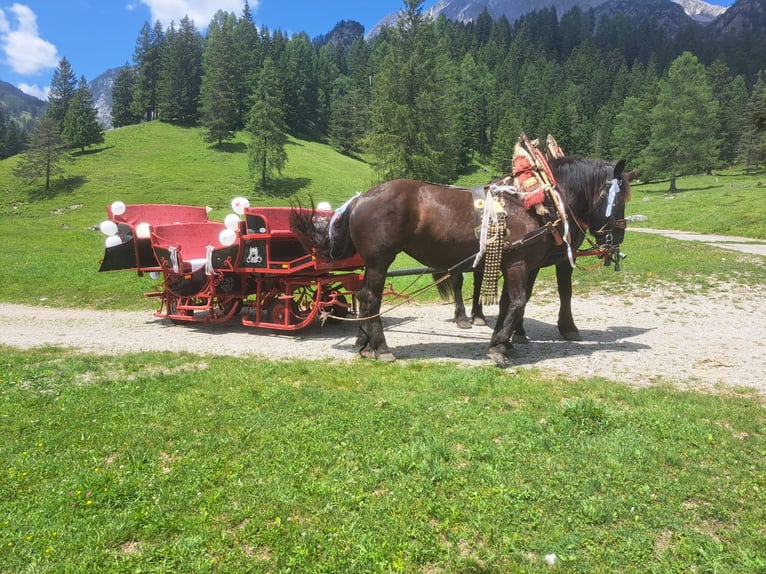 Noriker Stute 9 Jahre 170 cm in Obertilliach
