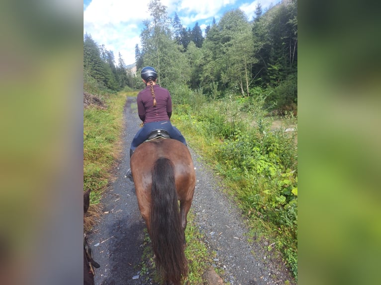 Noriker Stute 9 Jahre 170 cm in Obertilliach