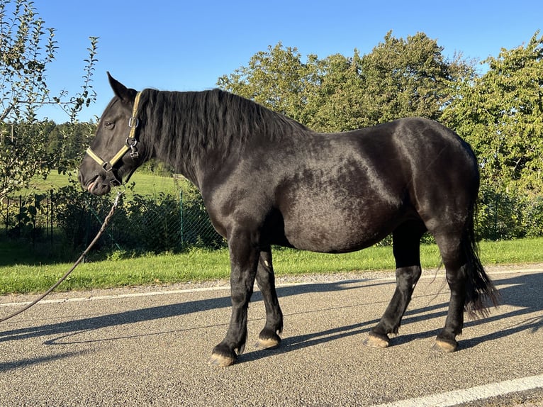 Noriker Stute 9 Jahre 172 cm Rappe in Sulz am Neckar