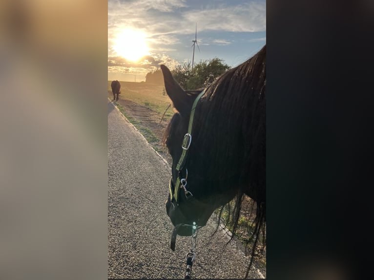 Noriker Stute 9 Jahre 172 cm Rappe in Sulz am Neckar