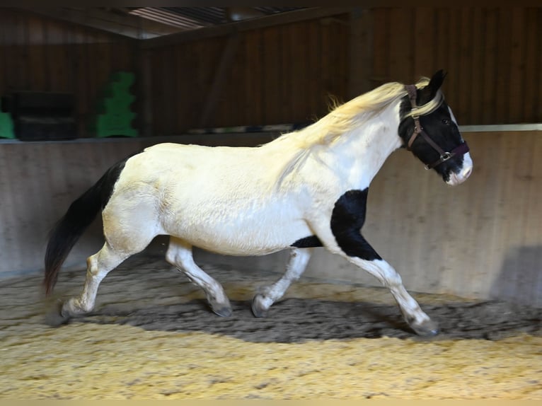 Noriker Stute 9 Jahre in Klettgau