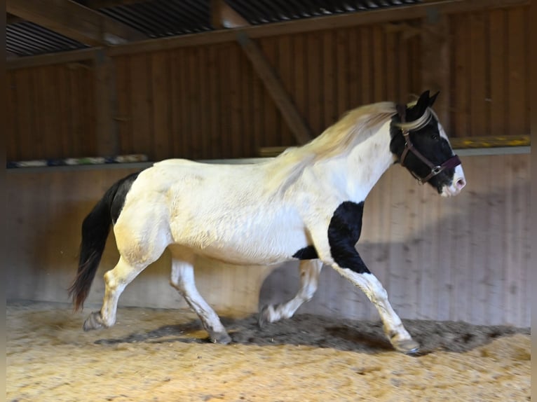 Noriker Stute 9 Jahre in Klettgau