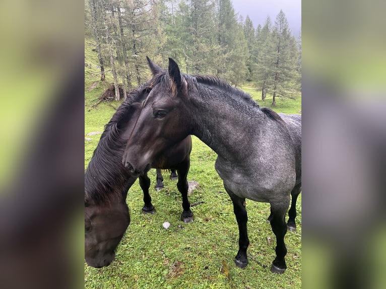 Noriker Stute Fohlen (06/2024) Blauschimmel in RAMSAU AM Dachstein