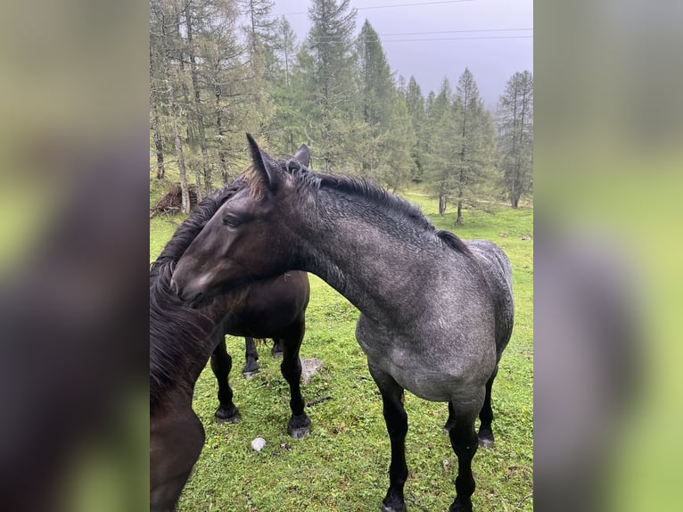 Noriker Stute Fohlen (06/2024) Blauschimmel in RAMSAU AM Dachstein