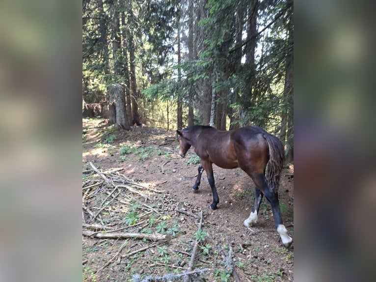 Noriker Stute Fohlen (04/2026)  in Feistritz Gail