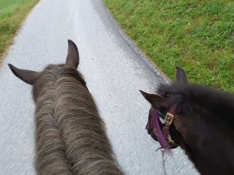 Noriker Stute  Rappe in Kelchsau