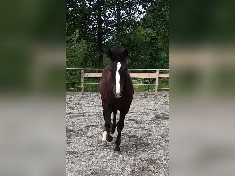 Noriker Stute  Rappe in Kelchsau