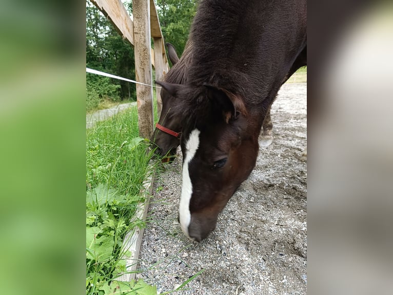 Noriker Stute  Rappe in Kelchsau