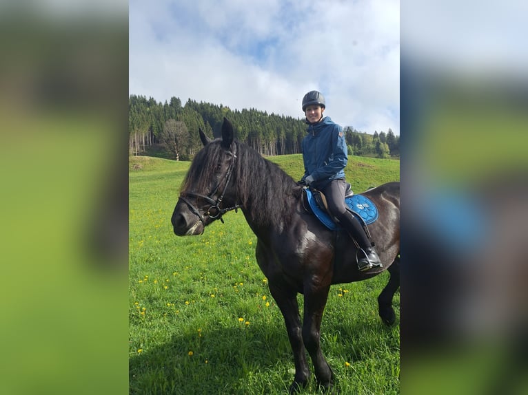 Noriker Stute Fohlen (04/2025) Rappe in Taxenbach