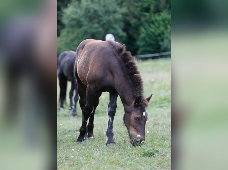 Noriker Stute Fohlen (03/2026) Rappe in Wernberg