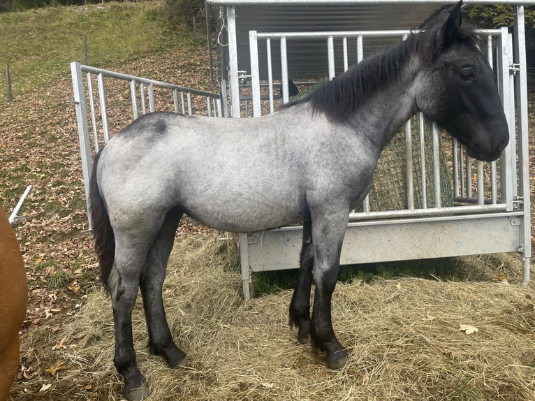 Noriker Stute Fohlen (03/2025) Roan-Blue in Metnitz