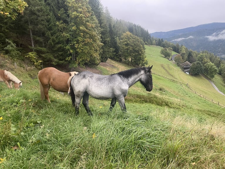 Noriker Stute Fohlen (03/2025) Roan-Blue in Metnitz