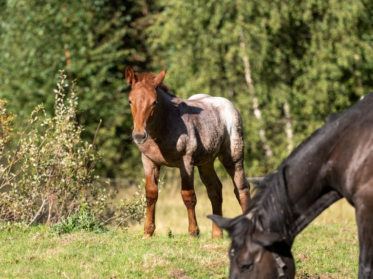 Noriker Stute Fohlen (05/2026) Roan-Red in Schwarzenberg am Böhmerwald