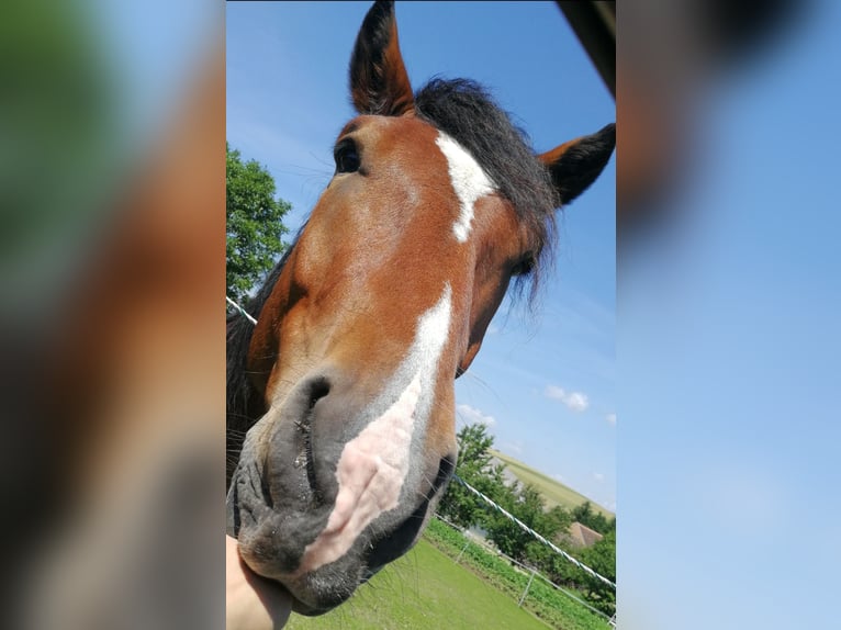 Noriker Valack 10 år 162 cm Brun in Sarasdorf an der Leitha