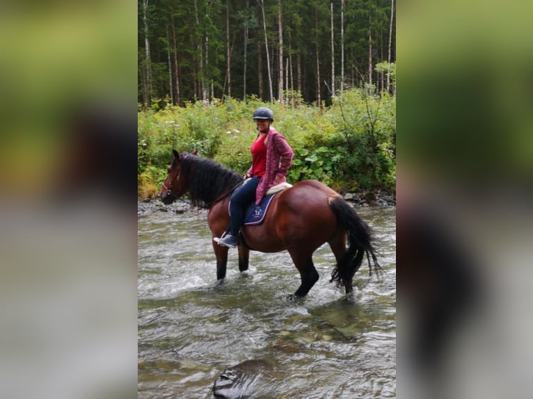 Noriker Valack 10 år 162 cm Brun in Sarasdorf an der Leitha