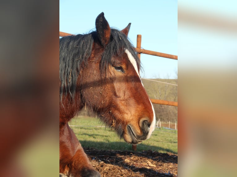 Noriker Valack 10 år 162 cm Brun in Sarasdorf an der Leitha