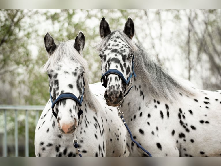 Noriker Valack 1 år 160 cm Leopard-Piebald in Kockengen