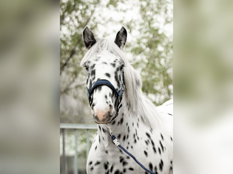 Noriker Valack 1 år 160 cm Leopard-Piebald in Kockengen