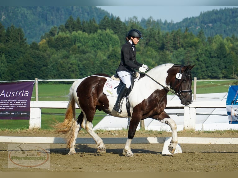 Noriker Valack 3 år 162 cm Pinto in St. Kanzian am Klopeiner See