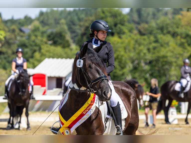 Noriker Valack 3 år 162 cm Pinto in St. Kanzian am Klopeiner See