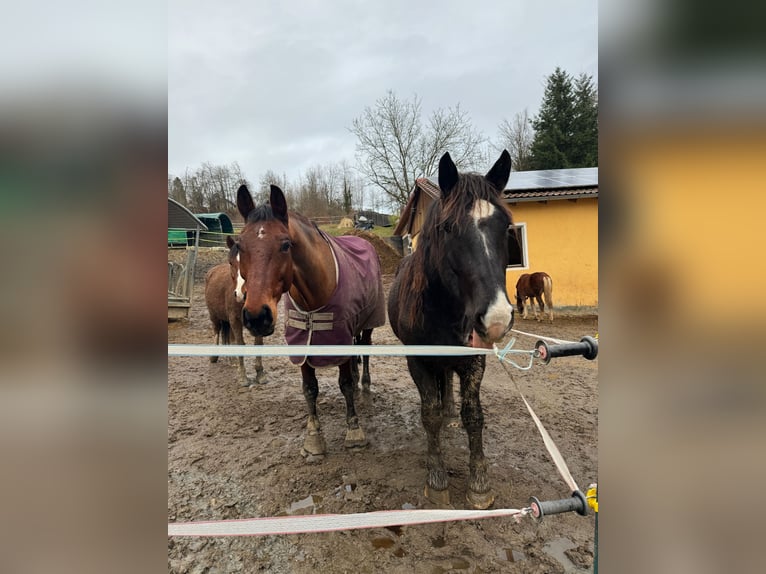 Noriker Valack 3 år 164 cm Svart in Winzer