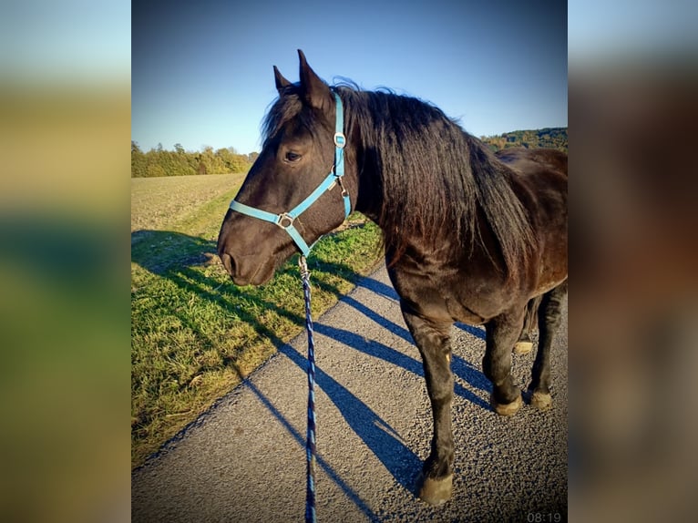 Noriker Valack 4 år 150 cm Mörkbrun in Pelmberg