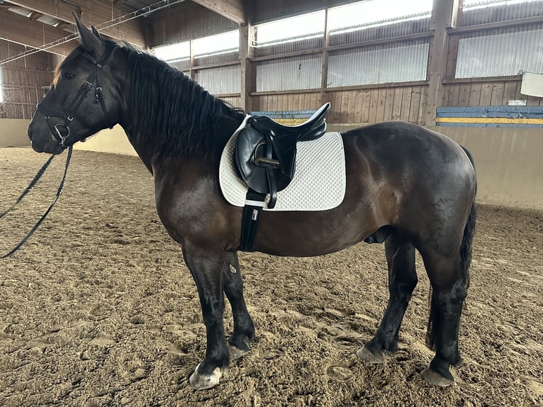 Noriker Valack 4 år 157 cm Svart in Weilheim