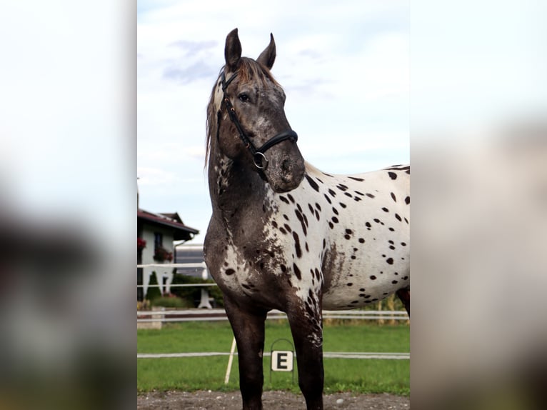 Noriker Valack 4 år 162 cm Leopard-Piebald in Kirchbichl