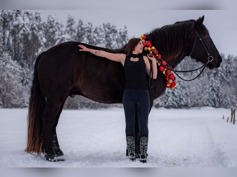 Noriker Valack 7 år 170 cm Svart in Gablern, Eberndorf in Kärnten