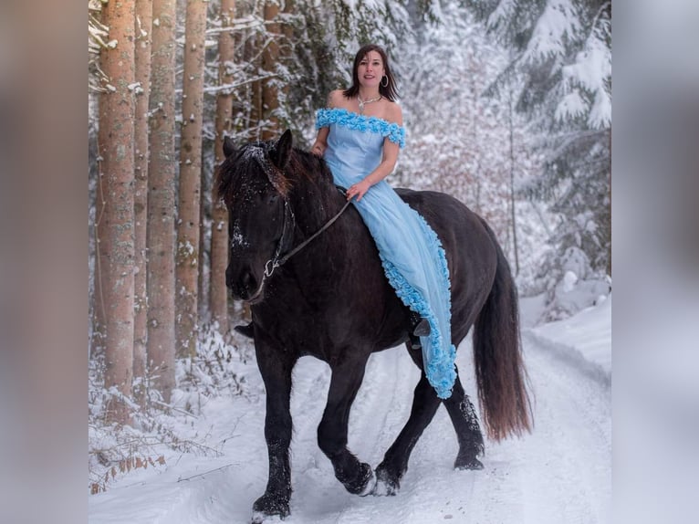 Noriker Valack 7 år 170 cm Svart in Gablern, Eberndorf in Kärnten