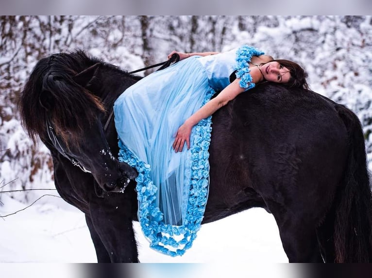 Noriker Valack 7 år 170 cm Svart in Gablern, Eberndorf in Kärnten