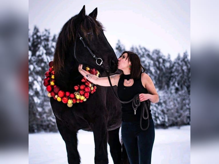 Noriker Valack 7 år 170 cm Svart in Gablern, Eberndorf in Kärnten