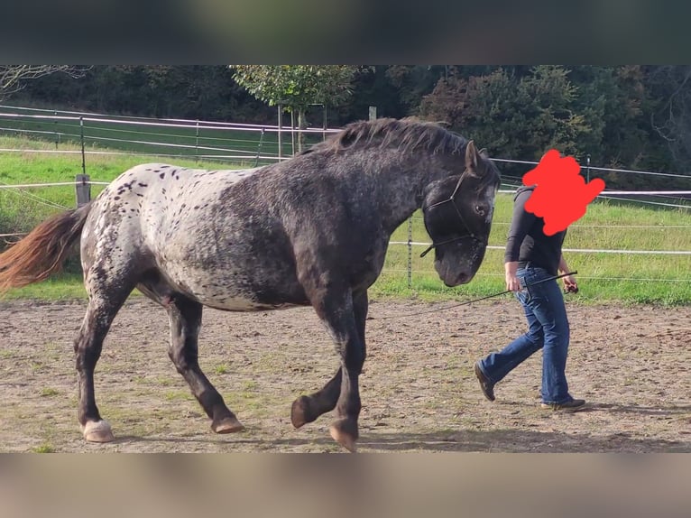 Noriker Valack 8 år 166 cm Leopard-Piebald in Miltenberg