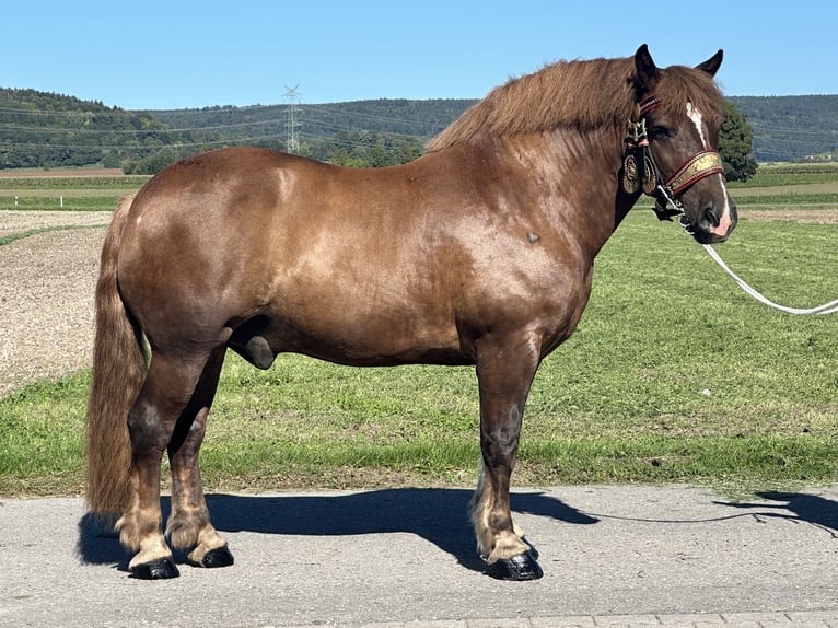 Noriker Wałach 10 lat 160 cm Ciemnokasztanowata in Riedlingen