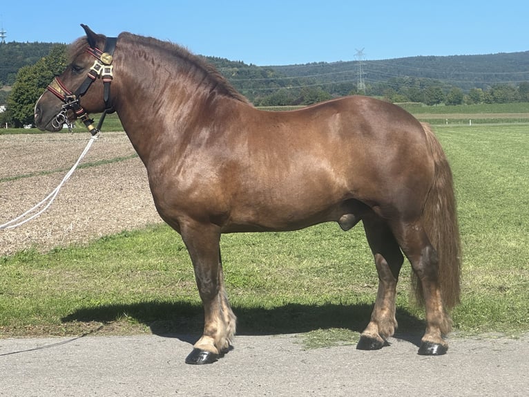 Noriker Wałach 10 lat 160 cm Ciemnokasztanowata in Riedlingen