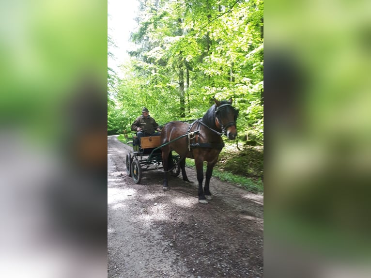 Noriker Wałach 11 lat 160 cm Gniada in Dassel